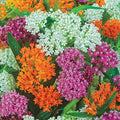 Set 4 Mix Milkweed Plants Live, Milkweed Flower Live Plant for Outdoor Indoor Gardening, Well Rooted, 4''