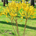 Dormant Forsythia Plant in 4 Inch Pot, Early Spring Blooming Shrub for Garden, Lynwood Gold Forsythia Bush Well Rooted