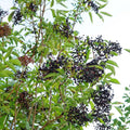 Black Elderberry Plant Live, Berry Shrub, 2-3 Ft Tall