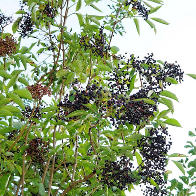 Black Elderberry Plant Live, Berry Shrub, 2-3 Ft Tall