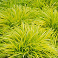 Golden Japanese Grass Plant, Perennial Grass Starter Plant Live, Outdoor Planting 5-8 Inches