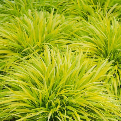 Golden Japanese Grass Plant, Perennial Grass Starter Plant Live, Outdoor Planting 5-8 Inches