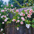 Climbing Roses Live Plant, Climbing Rose Plant Live, 5 to 7'' Tall, Fragrant Flower Bush Plants for Gardening (Pink New Dawn)