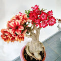 3 Mixed Desert Rose Live Plants 4-6” Tall, Rare Adenium Obesum, Indoor Outdoor Flowering Houseplants