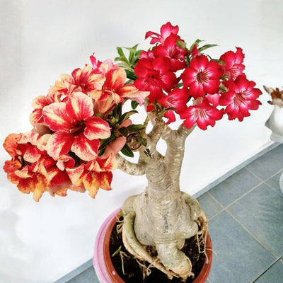 3 Mixed Desert Rose Live Plants 4-6” Tall, Rare Adenium Obesum, Indoor Outdoor Flowering Houseplants