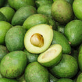 Dwarf Avocado Tree Live Plant, Outdoor Garden Tree, 6-12 Inch Tall