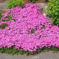 Pink Creeping Phlox Plant Live in Pot, Perennial Growing, Size 3-6" in Tall Groundcover Spring Blooms