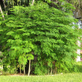 04 Trees Moringa Plants Live for Planting Oleifera Moringa Live Tree, Well Rooted, Come Without Pot, 6 to 10 Inches Tall