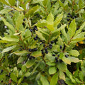 Bay Leaf Live Plant, 5-8 Inch Tall Bay Laurel Herb Plant, Culinary Herb for Garden, Patio, and Container Growing, No Pot, in Soil