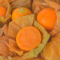 Cape Gooseberry Live Plant, Sweet and Tangy Yellow Berry, 7-10" Tall in 4 Inch Pot, Gardens and Containers Planting
