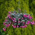 Set 2 of Fuchsia Plants, Fuchsia Live Plant, 3 to 5 Inc Long, Purple Flower Plant Live Indoor Outdoor