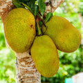 Live Jackfruit Tree Plant High Yield,1 Year Old Potted, 8-14" Tall, Sweet Tropical Fruit for Outdoor Gardens