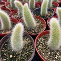 Trailing Monkey Tail Cactus Live Plant, 6-8 Inch Bare Root, Rare Succulent Plant for Indoor Growing, Pots and Hanging Planters