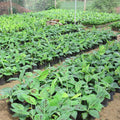 Dwarf Cavendish Banana Plants Live for Planting - Musa Banana Trees Live Plants in 2.5" Pot, Tropical Fruit, Cold Hardy, Year-Round Harvest
