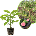 Pink Guava Live Plant, 4 to 6 Inches, Well Rooted Fragrant Guava for Garden