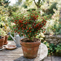 Chiltepin Pepper Live Plants, Hot Chili Pepper Plant, 4-7 Inch Tall in Pot