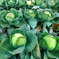 Cabbage Plant Live Pot, Vegetable Plants Live Small Plant, Cabbage Live Plant Garden