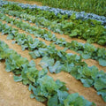 2 Cauliflower Plants Live for Planting, Live Vegetable Plants