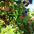 2 Glencoe Raspberry Plants Live, Sweet Raspberry Bush 4-6 Inches Tall, Edible Fruit Tree for Outdoor Growing