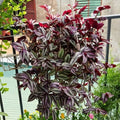 2 Zebrina Wandering Jew Plants Live Houseplants, Rooted Cuttings Tradescantia Live Plant for Décor, Fast-Growing and Easy to Grow, Starter Size