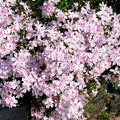 Pink White Creeping Phlox, Starter Phlox Live Plant, Well Rooted, Creeping Perennial Ground Cover