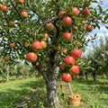 Honey Crisp Apple Tree Plant Live, Cold Hardy Apple Plant, 2-3 Ft Tall