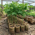 02 Malunggay Moringa Trees Plants Live for Outdoor Growing, Zones 9-11, Size 5-7" in Tall Starter Plant