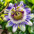Passion Flower Plant for Planting, 4" Pot, White Blue Passion Flower Vine Tree Indoors Outdoors