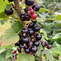 Live Currant Bush Plant Fast Growing, Ready Bear Fruit Within 1 Year - No NC, WV, NH, 6-14" Tall, Great for Backyard or Orchard Growing, Currant Plant (Black-Purple)