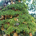 Tamarind Tree Live Plant for Planting, 5 to 8 Inc Tall, Tamarind Plant Outdoors