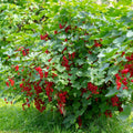 Red Currant Live Fruit Plant, 10-12" Tall Starter Shrub for Garden, Patio, and Outdoor Spring Growing