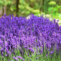 French Lavender Plants Live Herb Plug Size, Well Rooted, from 2 to 6 Inc Tall Starter Plant, Summer Planting
