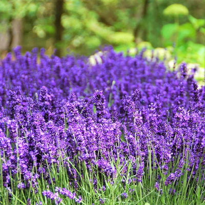 French Lavender Plants Live Herb Plug Size, Well Rooted, from 2 to 6 Inc Tall Starter Plant, Summer Planting