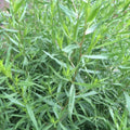 Set 2 French Tarragon Plants, 2-5" Tall Herb Starter Plants, Tarragon Herbs Plant for Garden