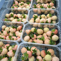 Combo 10 Roots White Strawberry Carolina Pineberry Live Plants, Indoors Outdoor for Planting, Very Fragrant, Sweet Flavor