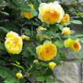 Fragrant Rose Plant Live Bush Shrub or Climbing, Old-Fashioned Roses Summer Rebloomer in 2.5 Inch Pot, Lanscape Rose Plant (Assorted) (Butter Yellow)
