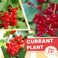 Red Currant Plant Live Well Rooted, 1 Year Large Bare Root, Red Currant Bush Live Plant 5-9 Inch Height, Currant Berries