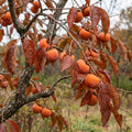 Persimmon Tree Live Plant, High-Yield Persimmon, 2 Ft Tall