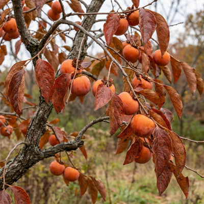 Persimmon Tree Live Plant, High-Yield Persimmon, 2 Ft Tall