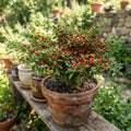 Chiltepin Pepper Live Plants, Hot Chili Pepper Plant, 4-7 Inch Tall in Pot