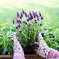 2 French Lavender Plants Live Outdoor Indoor, in 4" Pots, Cold Hardy Fragrant Perennial Herb for Garden and Landscape, 4-8 Inch Tall