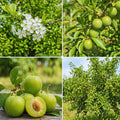 Plum Live Plant, Home Orchard Tree, 2-3 Ft Tall