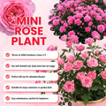 Mini Rose Plant Live, Miniature Rose Bush in 3.5" Pot, Spring Blooming Mini Rose, 4–5" Tall, Indoor Outdoor Flowering Plant for Home Garden