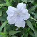 4 Mexican Petunia Live Plants 4–7 Inches Tall, Mexican Petunia Flowering Plants for Borders, Beds or Landscape (White)