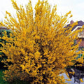 Forsythia Plants Live in Pot, 8 to 10 Inch Tall Lynwood Gold Forsythia Plant Potted, Forsythia Plants for Indoor Outdoor Garden