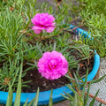 4 Portulaca Plants Live, Moss Rose Flower Plant for Outdoor Garden, Ground Cover Plant for Patio Containers, Borders or Landscape 4-7 Inches (Pink)