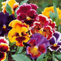Pack of 2 Pots Pansies Live Plant, Pansy Flower Plant, Vibrant Blooms Pansies Plants for Outdoor Garden