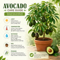 HASS Avocado Tree Live Plant, Avocado Plant, Cold Hardy, 6-12 Inc Tall