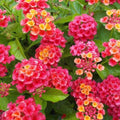2 Lantana Plants Live, Lantana Live Plants for Planting Outdoors, 4 to 7 Inch Tall, Perennial Plants, Well Rooted, Multicolor Lantana