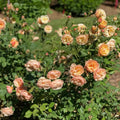 Fragrant Rose Plant Live in Pot, Reblooming Roses Bush for Outdoor Garden (Apricot Rose)